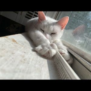 Meet your Posher, Alyssa